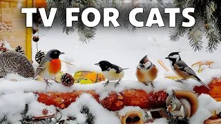 Birds Video for Cats to Watch 🦜Birds Sleep on Treetops in Winter & Relaxing Bird Songs