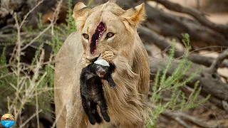 55 Epic Battle of Honey Badger vs Lions and Leopard - Animal Fight