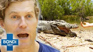 Giant Croc's Head Battle Wounds Shock Vets 😱🐊 | Bondi Vet Clips | Bondi Vet