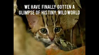 BBC Shared Video of the World's Smallest Cat