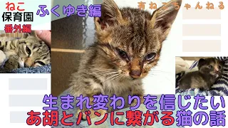 【子猫動画】『ねこ保育園』番外編　あなたは生まれ変わりを信じますか？ あ胡とバンに繋がる猫のはなし #cat #babycat #生まれ変わり