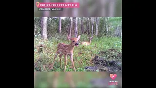 😍🦌 FAWN ZOOMIES! This tiny fawn simply has too much excitement to hold in 😂 #cute
