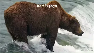 Brooks Falls Katmai Bears Kung fu fighting