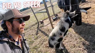 Our Pig Tries to Attack Our Steer! (The Most Unexpected Rivalry EVER)