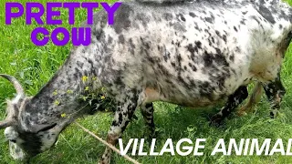 Beautiful Animal in my village || village Animals ||