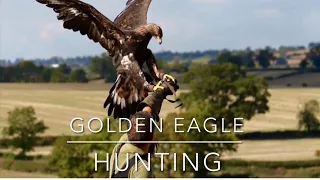 Falconry: GOLDEN EAGLE