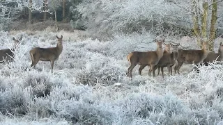 Peaceful Beautiful Relaxing Music, Meditation Nature Music "Winter Song Birds" By Tim Janis