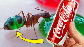 Что если дать муравьям Кока-Колу, Пиво, Red Bull и Молоко?