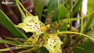 Брассия -орхидея паук.Уход в домашних условиях.Как стимулировать цветение.