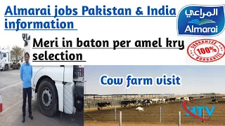 Cow farming visit || almarai job information fully guide || Hammad trucking vlog