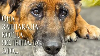 💔 Овчарку списали со службы под усыпление / она заплакала когда все поняла / help save the dog