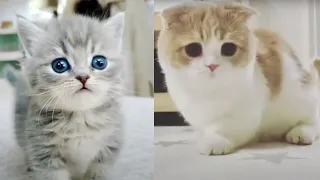 OMG SO CUTE! 😍😳 Cutest Cats Videos Compilation #101 Best Funny Cute Cat Videos (Must See)