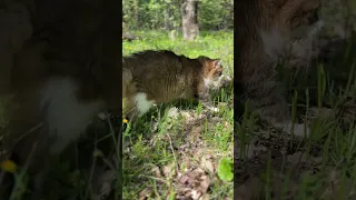 Друзьям скучно не бывает 👩🏻‍🦰🐈