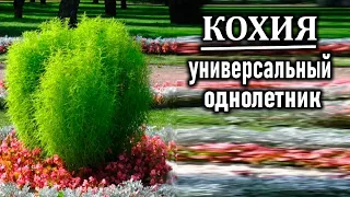 Кохия в саду   Неприхотливые однолетники для сада