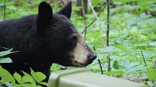 How to bearproof your campsite