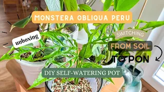 Monstera Obliqua Peru | Unboxing | Transition from Soil to Pon | DIY Self-Watering Pot