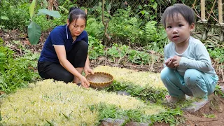 150 Days: How To Grow Mung Bean Sprouts, Harvest Eggplant, Sponge Gourd, Pumpkin - Cook, Daily life