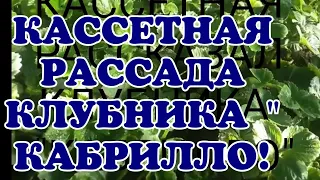 «Клубника Кабрилло*кассетная рассада, /три недели спустя после посадки/.