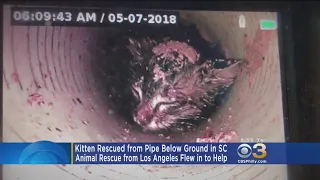 Crews Rescue Kitten Stuck Five Days In Underground Pipe