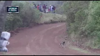 Crazy seen - racing car jumps over a dog