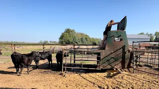 Empty grain bins + sorting cattle | Day in the life of a 26 year old farmer | farm vlog