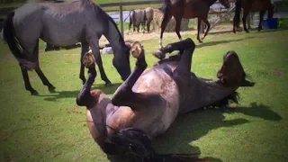 Funny Horses 🐴🐴 Funny Horses Moments And Fails (Part 1) [Funny Pets]