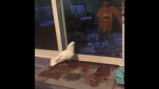 Orange justice dancing drives cockatoo mad