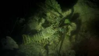 Spiny lobster in Belize