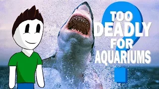 Too Deadly For Aquariums? -The Great White Shark