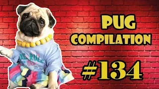 NEW ! Pug Compilation 134 - Funny Dogs but only Pug Videos | Instapug