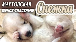 ❤️ СНЕЖКА девочка-спасеныш из пакета на морозе, 🙏 ПРОШУ РЕПОСТЫ, друзья, чтобы ДОМОЙ, а НЕ В ПРИЮТ