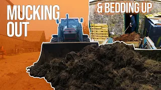 Mucking Out Cabins and Carting Dung with CASE 4230 | Bedding Up the Cabin!
