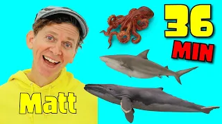 Sea Creatures and More | 36 Minutes Long Play | What Do You See? Song