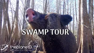 Swamp Tour Louisiana  - Down on the Bayou | The Planet D | Vlog