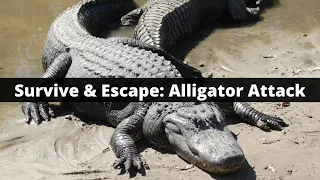 Survive & Escape an Alligator Attack