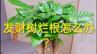 发财树为什么会烂根？       【莎拉养花】