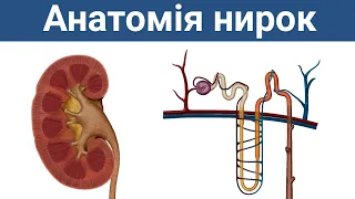 Анатомія і фізіологія нирок