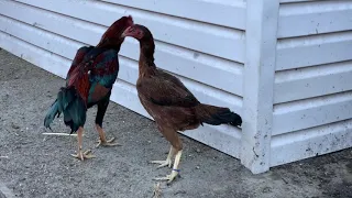 Бойцовые петухи. Молодняк этого года. Fighting roosters. Youngsters this year.