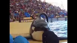 Loro Parque шоу касаток (2588)