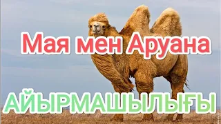 Аруана мен Мая түйенің айырмашылығы.  Бұзық бура😱😱.  Қос өркешті,  қоспақ түйелер