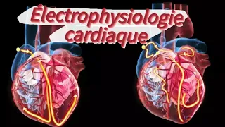 Électrophysiologie cardiaque 🫀(version diapo)