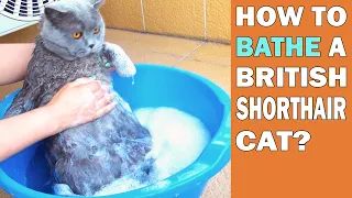 HOW TO BATHE A BRITISH SHORTHAIR CAT?!?!