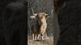 Корова Хайленд (Highland) #SHORTS