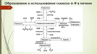 Лекция №13 БИОХИМИЯ ПЕЧЕНИ