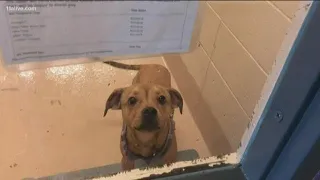 Gwinnett County animal shelter makes history