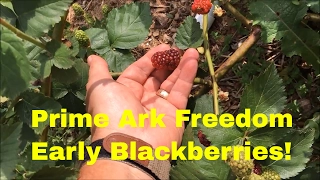 EARLY BLACKBERRIES! ~ Prime Ark Freedom Blackberries