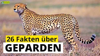 26 spannende Steckbrief-Fakten über Geparden - Doku-Wissen über Tiere - für Kinder