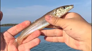 【キス釣り】天ぷらを狙ってぶっ込み釣りして来たよ！