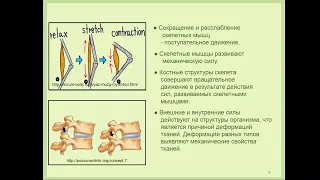 15:00-16:30 Моделирование механического движения биологических структур организма человека