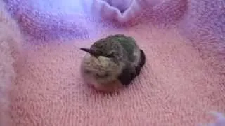 baby hummingbird